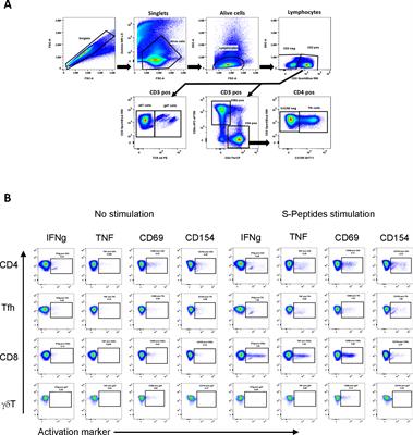 Characterization of post-vaccination SARS-CoV-2 T cell subtypes in patients with different hematologic malignancies and treatments